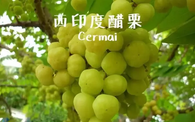 马来西亚特产哪些水果(马来西亚10种特产水果，你都吃过哪些？)