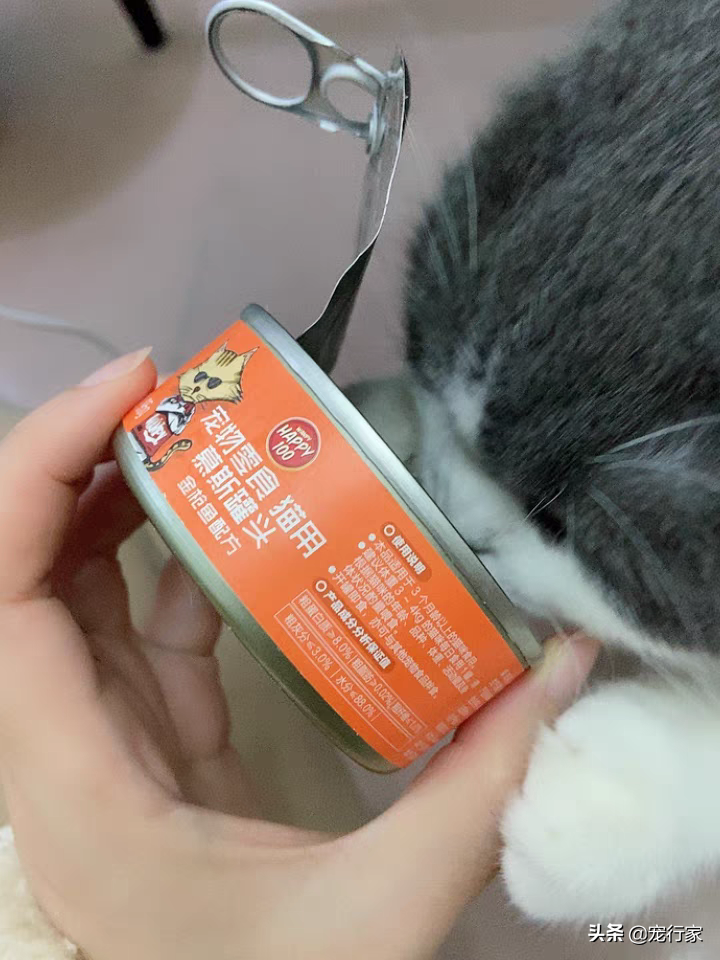 为什么我家猫只吃猫粮？