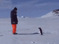 去南极洲看企鹅是多少人的憧憬啊……可这企鹅好像不大欢迎人类诶