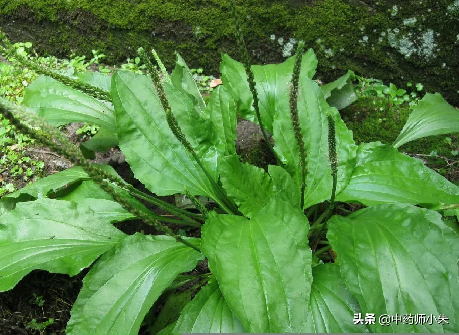 车前草的功效与应用 车前草可以降尿酸吗？