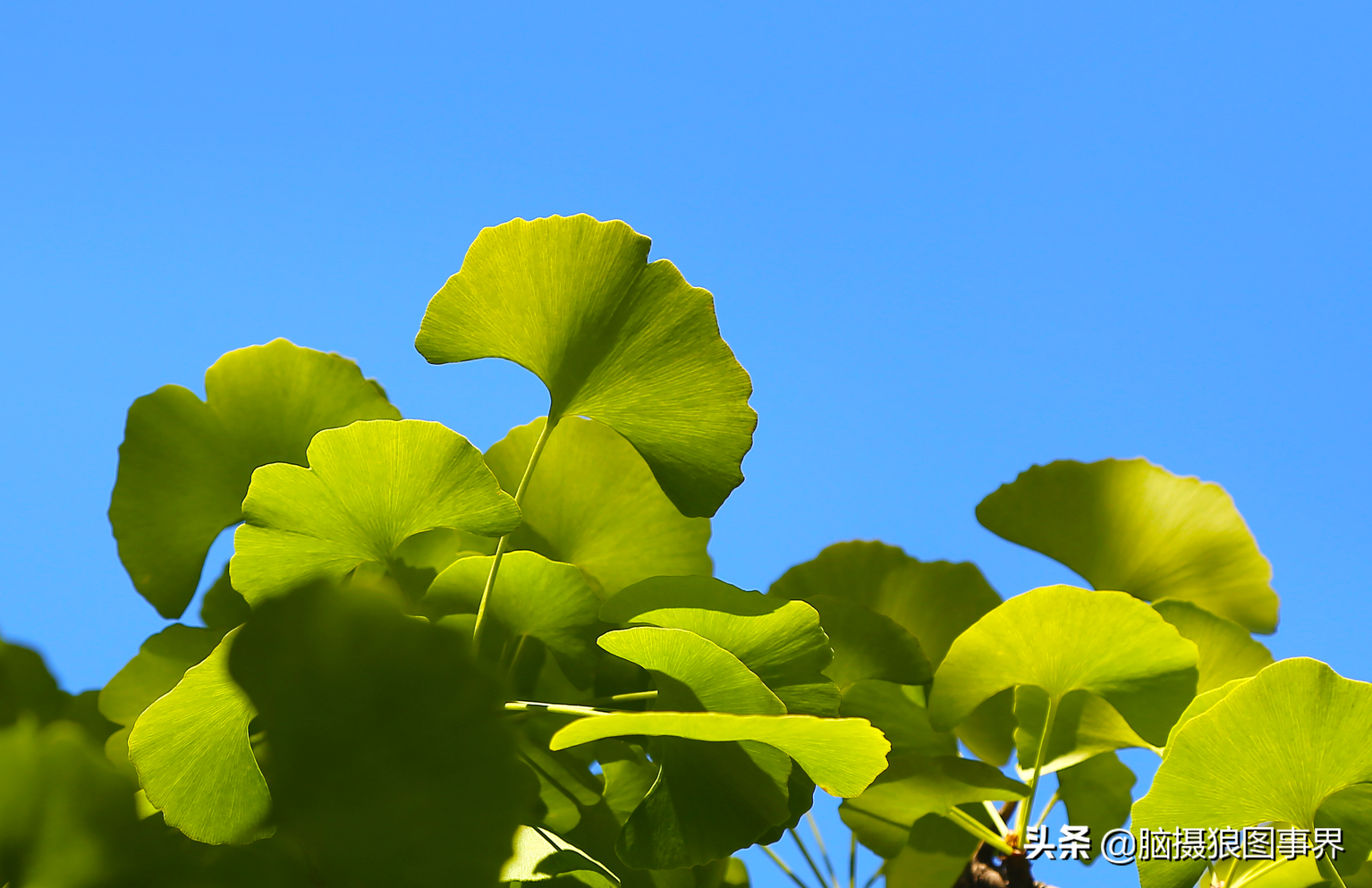 夏天的银杏叶,如何拍摄更好看?9个拍摄要点很很重要