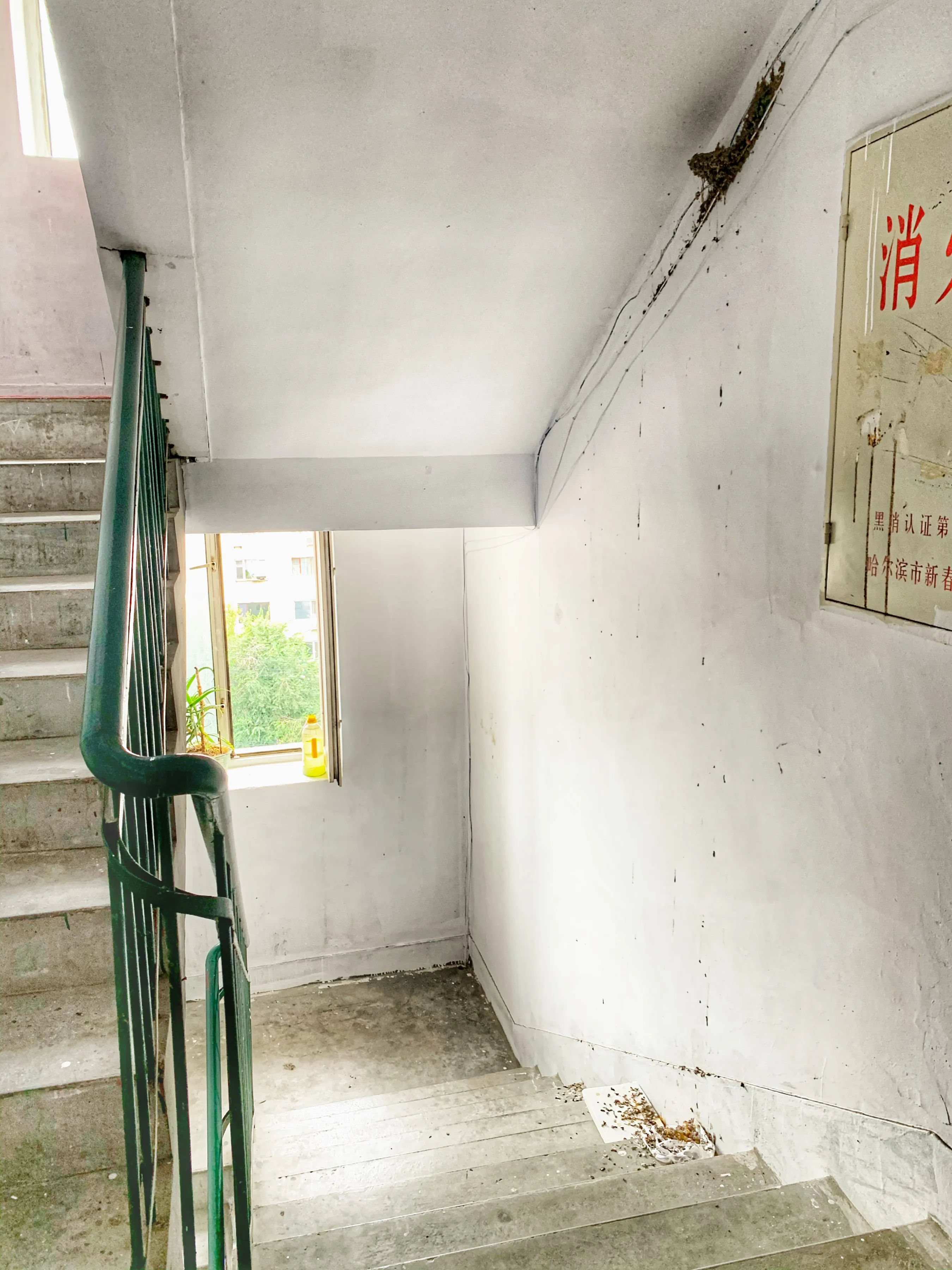 小燕子在家筑巢垒窝还会飞走吗(小燕子在我家楼道垒窝孵蛋了,生了四个小雏燕)