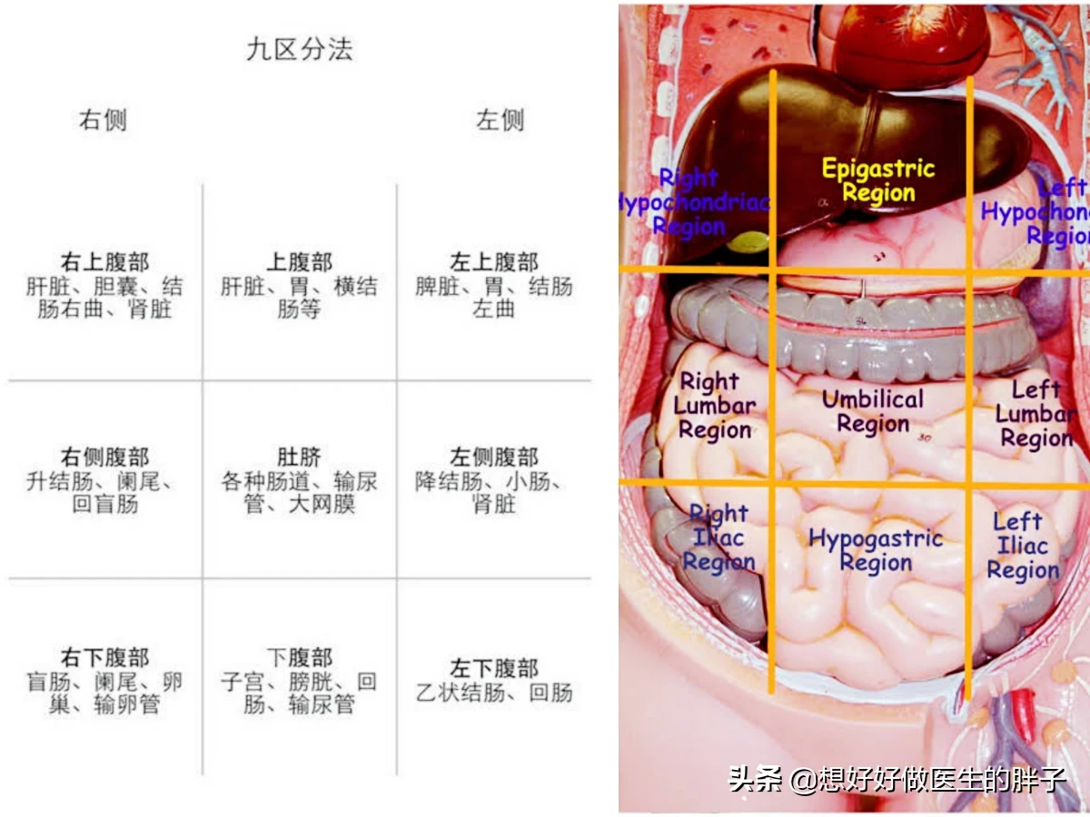 腹部彩超需要多少钱(经常觉得右上腹疼痛) 