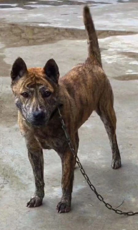 中国的土狗田园犬长什么样(即将消失的中国土狗——中华田园犬)