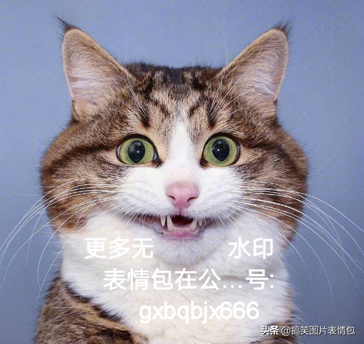 好奇滴大眼 邪魅滴猫牙 
“表情”和动作配合得太魔性了