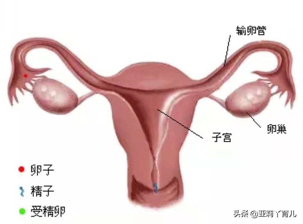 只剩一条输卵管，还能自然怀孕吗？