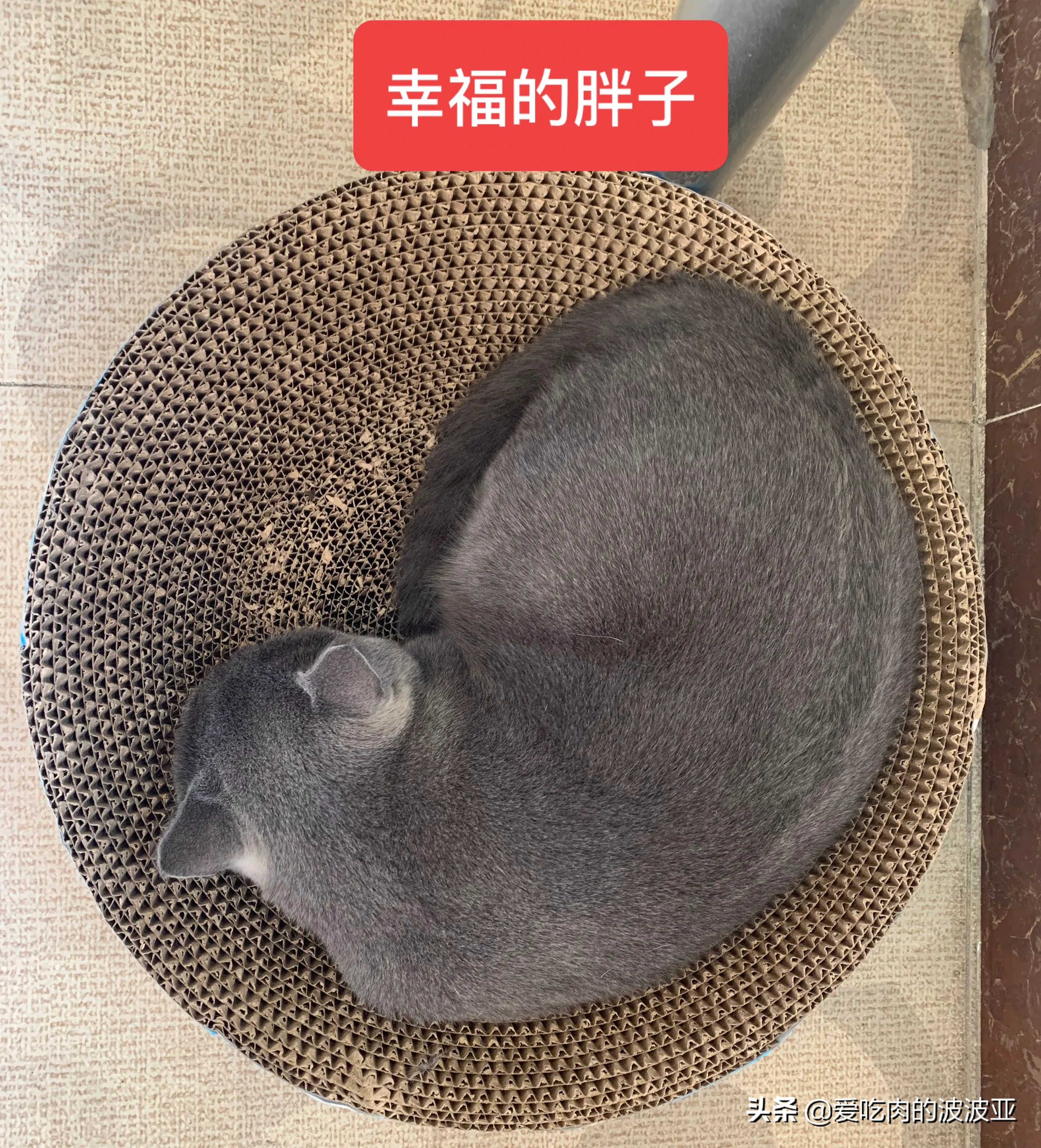 如何分清猫咪是公母(猫咪多大发情&怎么判断你家猫咪是不是发情了？（公猫篇）)