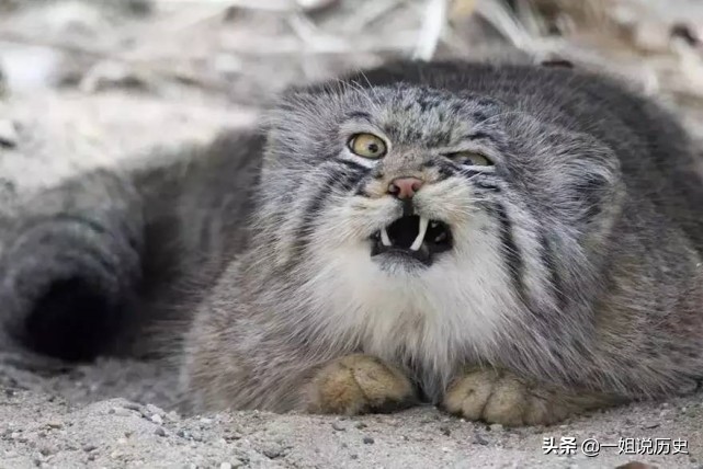 被世界禁养的猫你知道几种呢(学问分享官全球十大被禁养的猫，你听说过几种？)