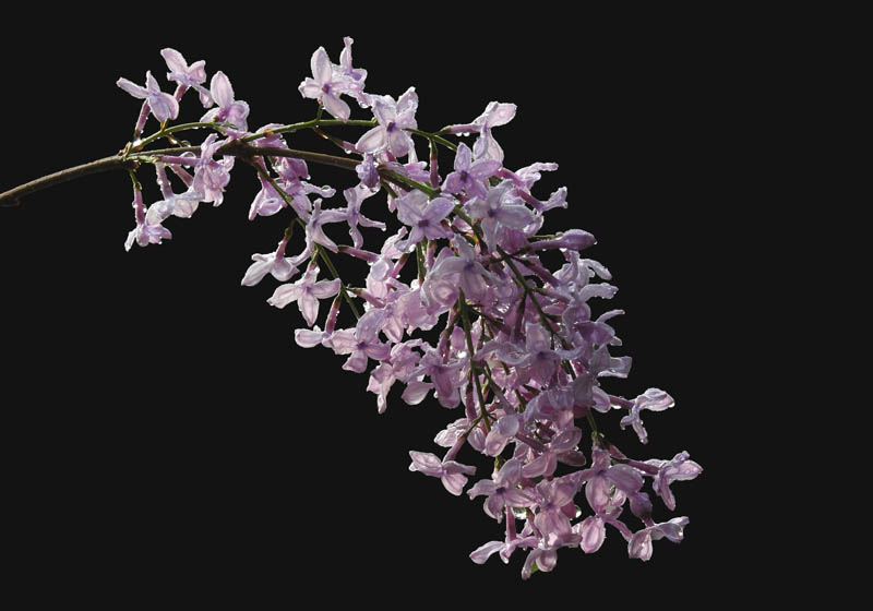 丁香花美片难拍，一招抠出好图来