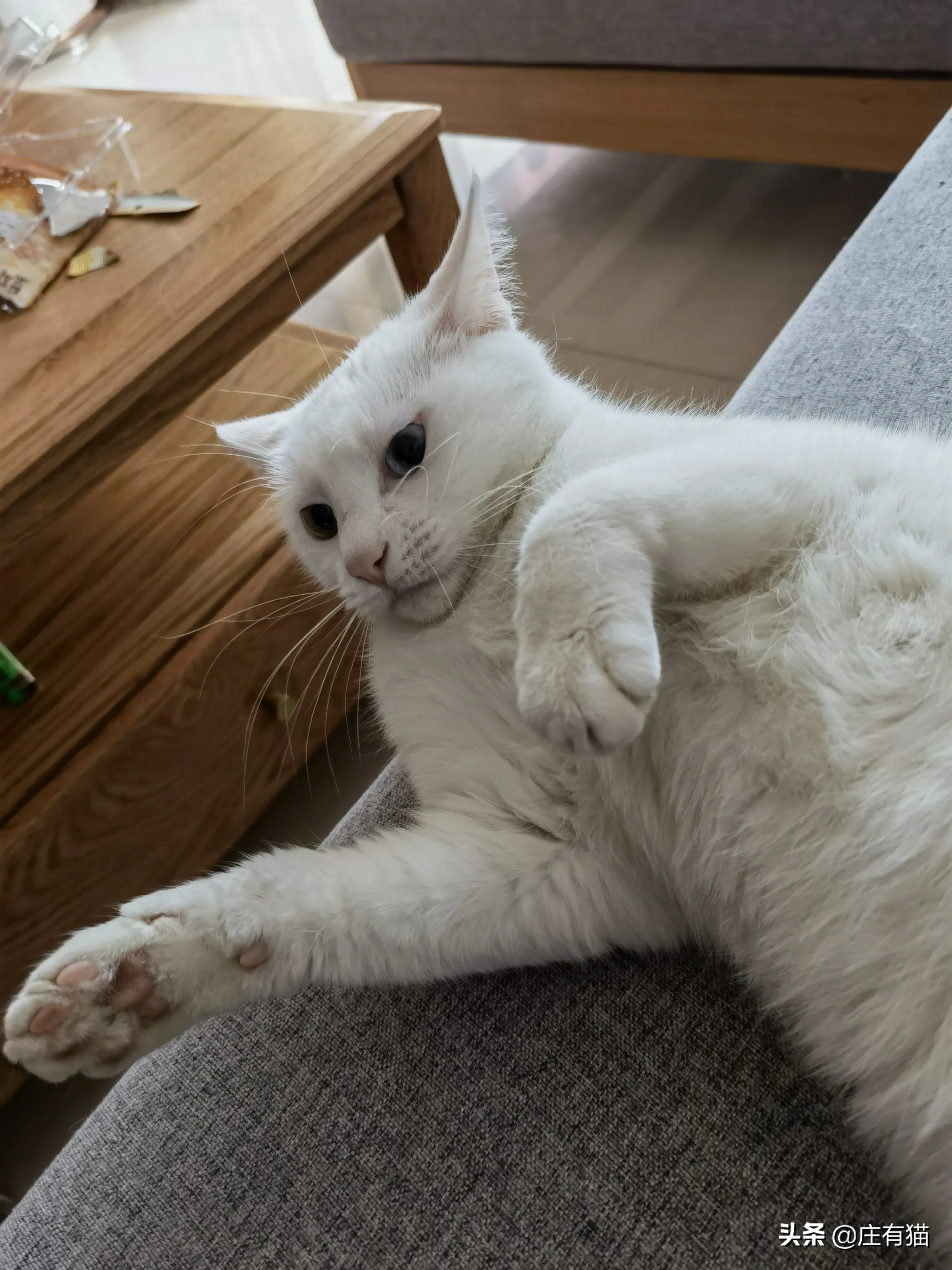 猫咪泪痕特别黄怎么办(一篇文章告诉你，遇到猫咪油尾巴，猫咪烂嘴唇)