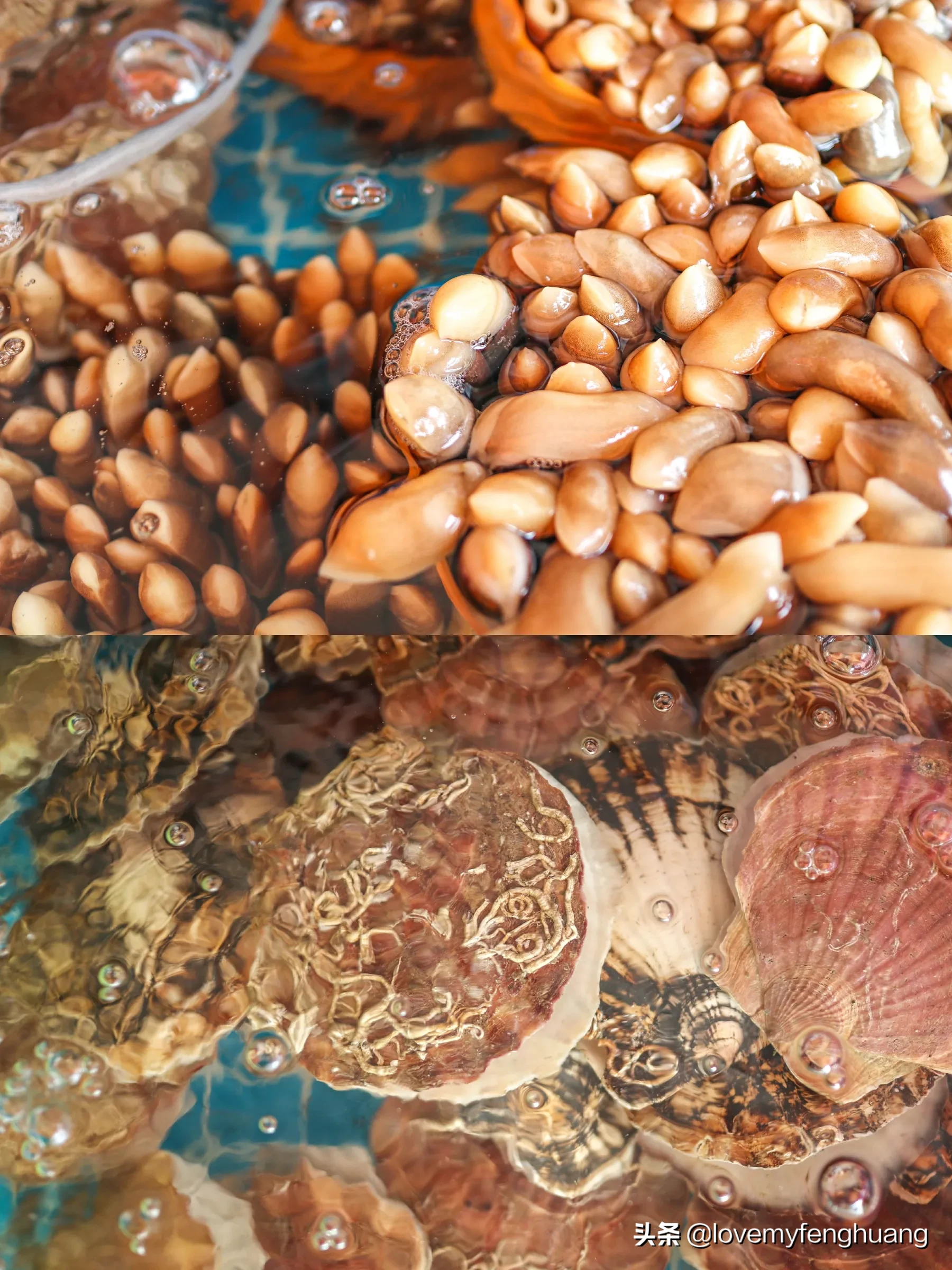 三亚海棠湾海边哪里有海鲜(来三亚海棠湾的免税店)