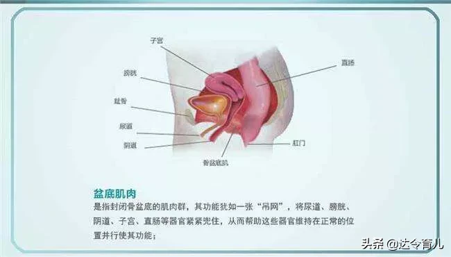 产后盆底肌修复有必要做吗，居家如何对盆底肌和腹肌进行修复锻炼