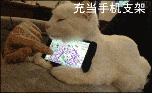 Cats and dogs：作为宠物，我们真的太难了 