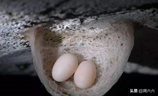 再说吧,那玩意儿就是燕子的唾液,燕子住在里面的时候,燕毛,粪便都掺杂