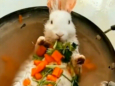 这是小兔子的最后一餐了么