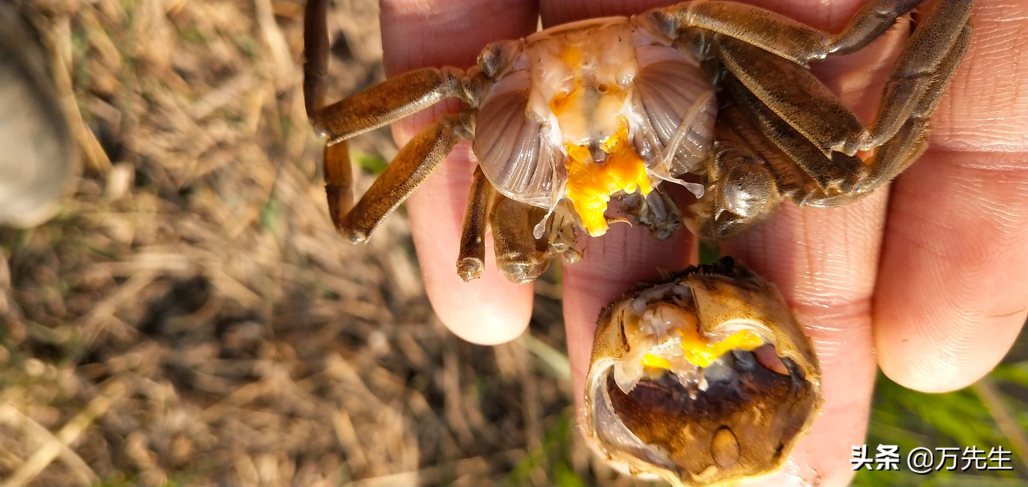 螃蟹第一次脱壳有的死亡了是什么原因？ - 秦岭老农的回答 - 头条问答