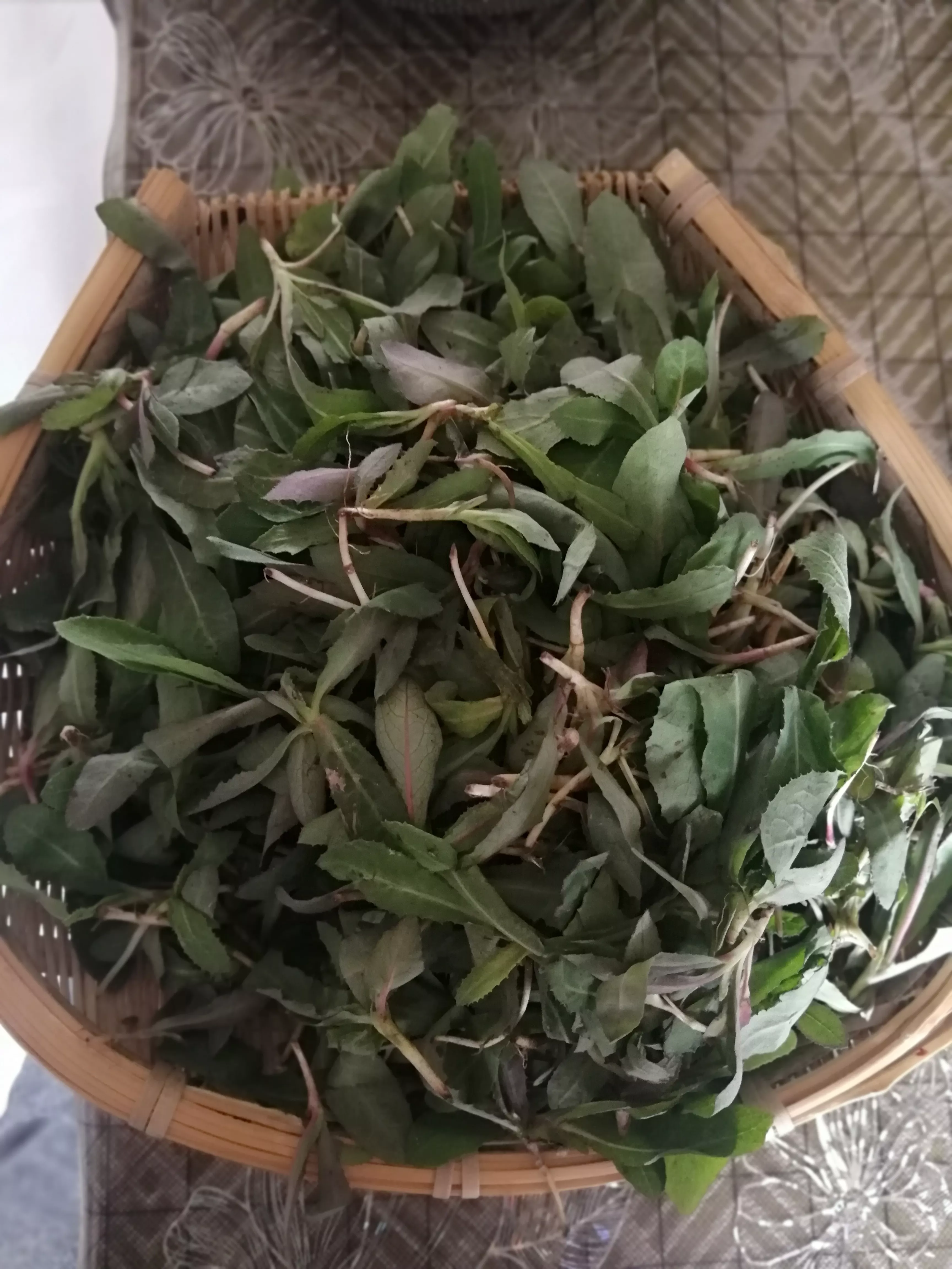 昨天早上出门，又看见了一份不错的苦苣菜，一斤四块五,有位女士一下子买了15斤