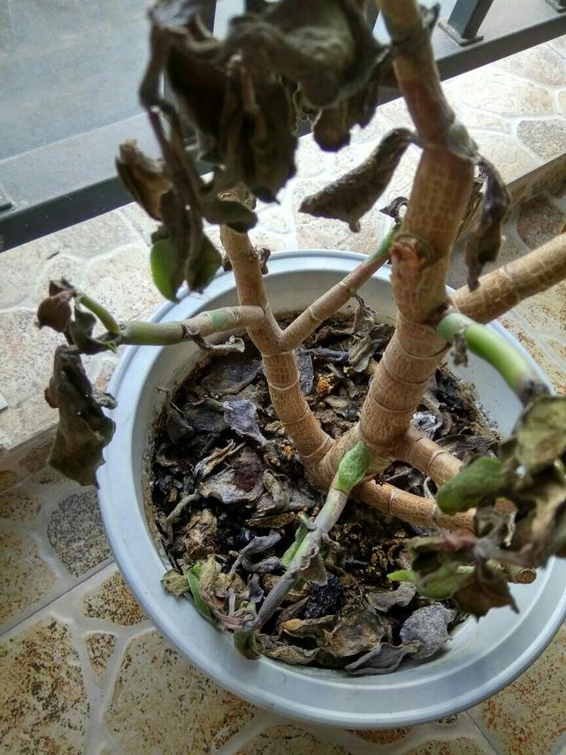 有什么办法可以让花死掉快速把花弄死的方法