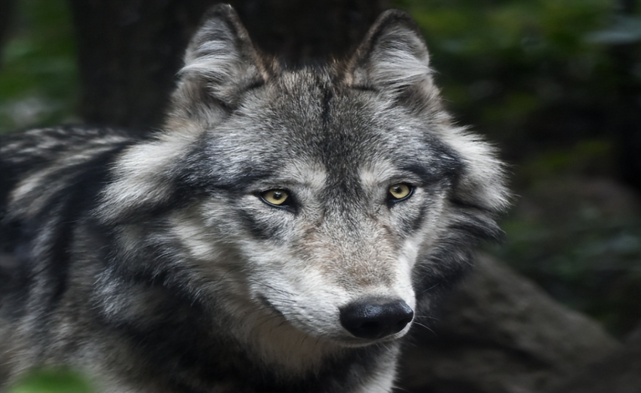 山西山村惊现一匹野狼,一反常态不伤家禽,村民得知真相大惊不已