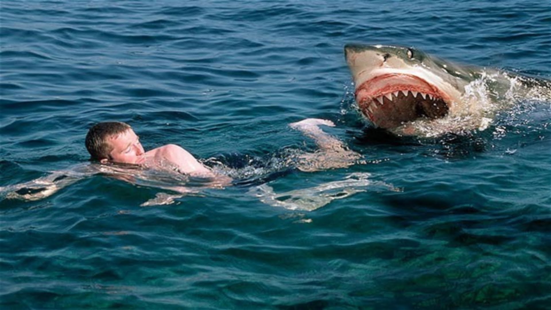 鲨鱼吃人吗(女游客在海滩被鲨鱼活活咬死!