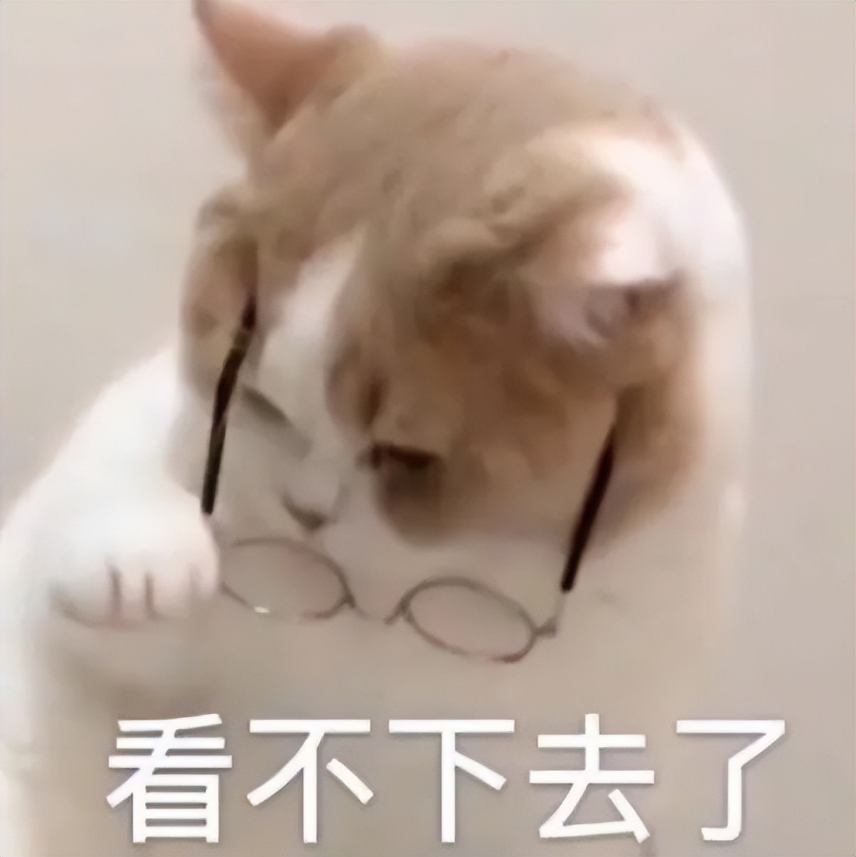 小猫咪问号脸表情包