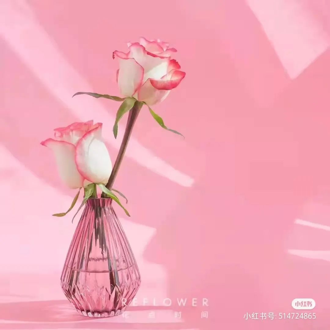 桃红雪山玫瑰（桃红雪山玫瑰的花语含义图片）