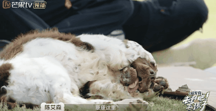 10分钟看哭7次！当他们不再“有用”的时候，却也无法正常生活