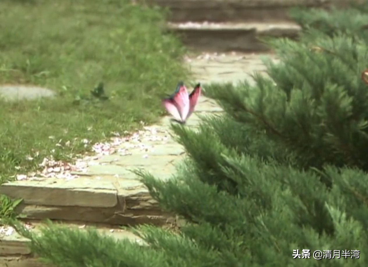 同样是演“宝钗扑蝶”，张莉灵气四溢美如画，李沁木头桩子干扑腾