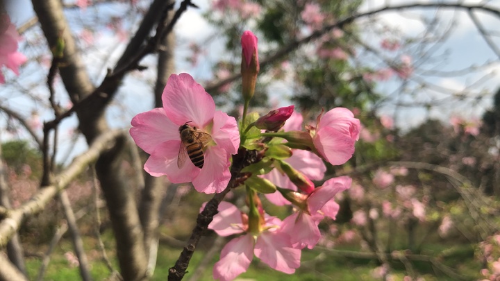 樱花味食物，一场彻头彻尾的「骗局」