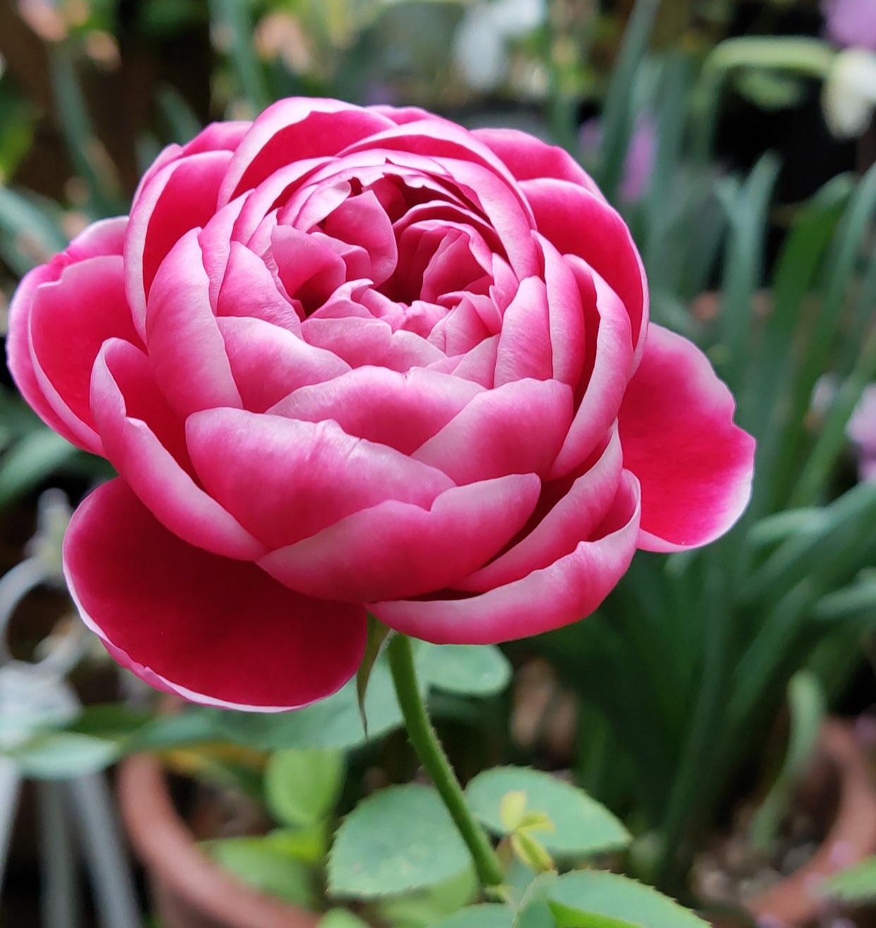 最美的极品月季花品种(盘点十二种颜值爆表的大花月季)