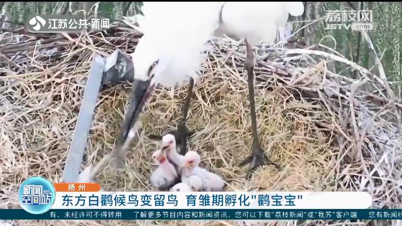 54只27对东方白鹳扬州变留鸟 育雏期孵化“鹳宝宝”