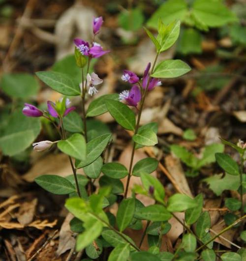 瓜子金是一种什么样的植物