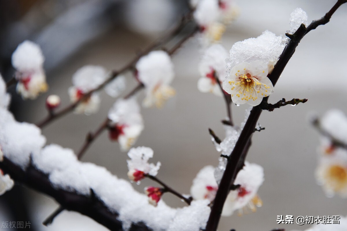 韩偓深冬梅花三首：冻白雪为伴，寒香风是媒，自向深冬著艳阳