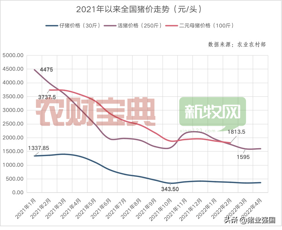 猪价强势突破8元！3400家种猪场穿越行业低谷！中国种猪市场已出现三大变局