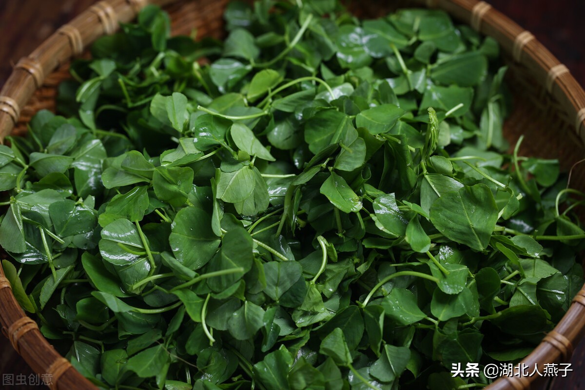55种野菜大图片，带你见识不同的野菜和吃法，你想要的野菜这里有