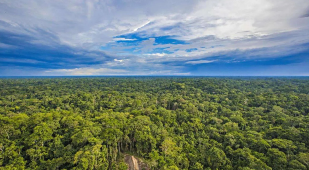 环境中,溪流和丛林交织在一起,充沛的降雨,热量以及光照使地球上生长