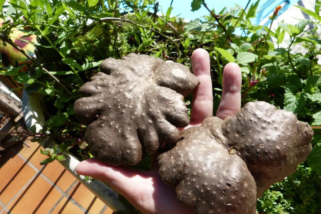 日本国内称"宇宙芋(宇宙イモ,食用部位为"零余子,相当于"山药豆"