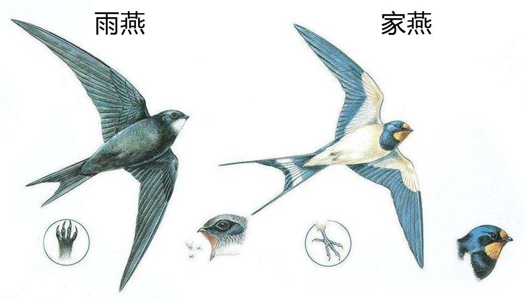 每年燕子去南方越冬的说法得改改了,中国燕子的越冬地,远在南非