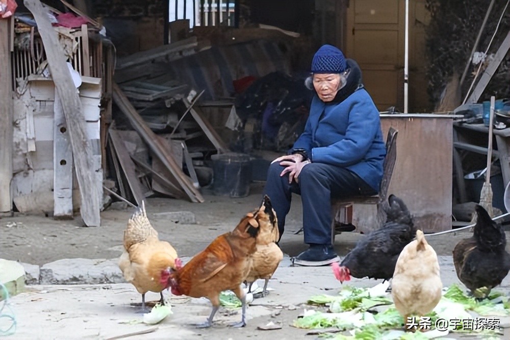 为什么母鸡没有公鸡却能天天下蛋？母鸡：还不是因为人类