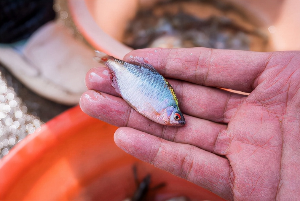 曾多到没人吃的6种小鱼，如今却“一鱼难求”，家乡若有要保护好