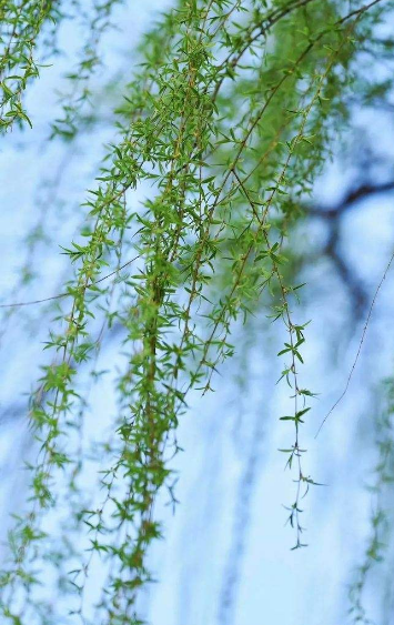春风渐暖,万物复苏,柳树也渐渐抽出了嫩芽儿,柳丝缕缕,绿中带黄,煞是