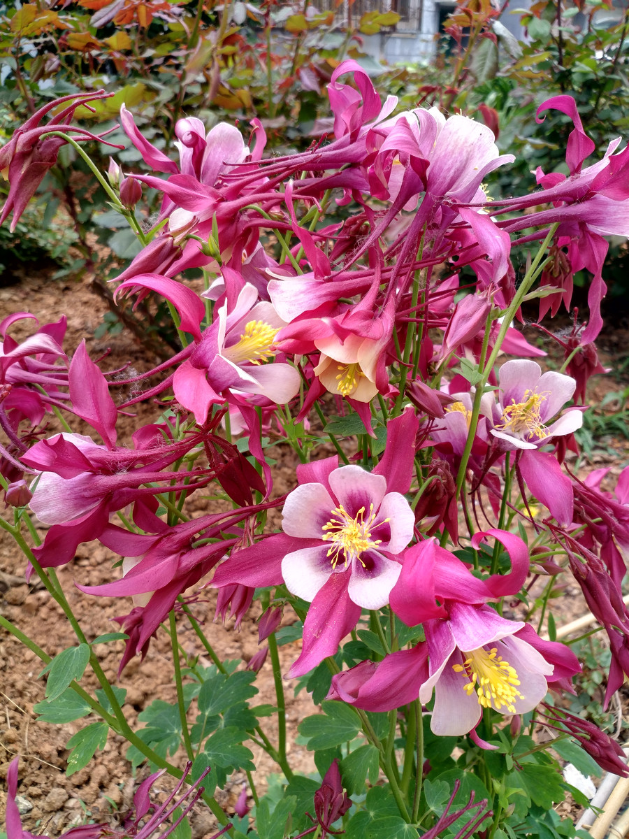 植物花卉品种大全图片（科普100个花卉图鉴）