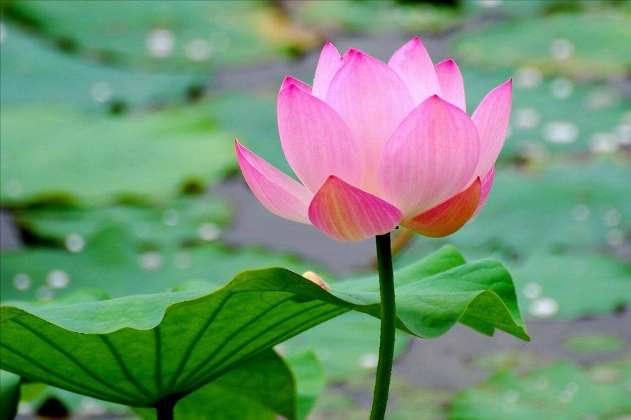 30首唯美荷花诗词，让诗意的荷花给你带来夏日的美好