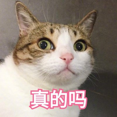 最聪明的猫(公认最“有灵性”的几种猫，你对它的好，都会记在心里)