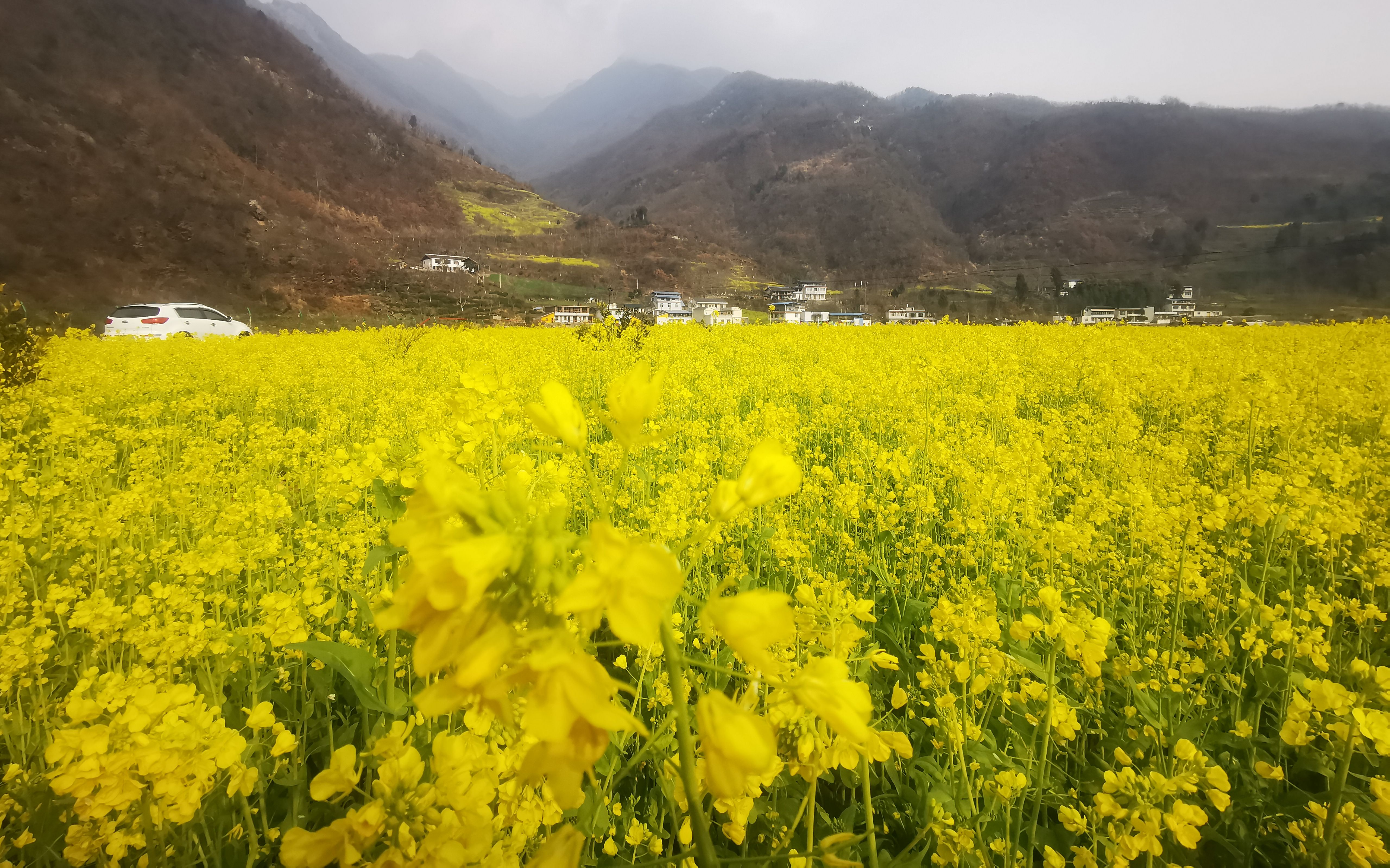 6400萬(wàn)畝“冬閑田”中國(guó)油菜花版圖擴(kuò)張之路