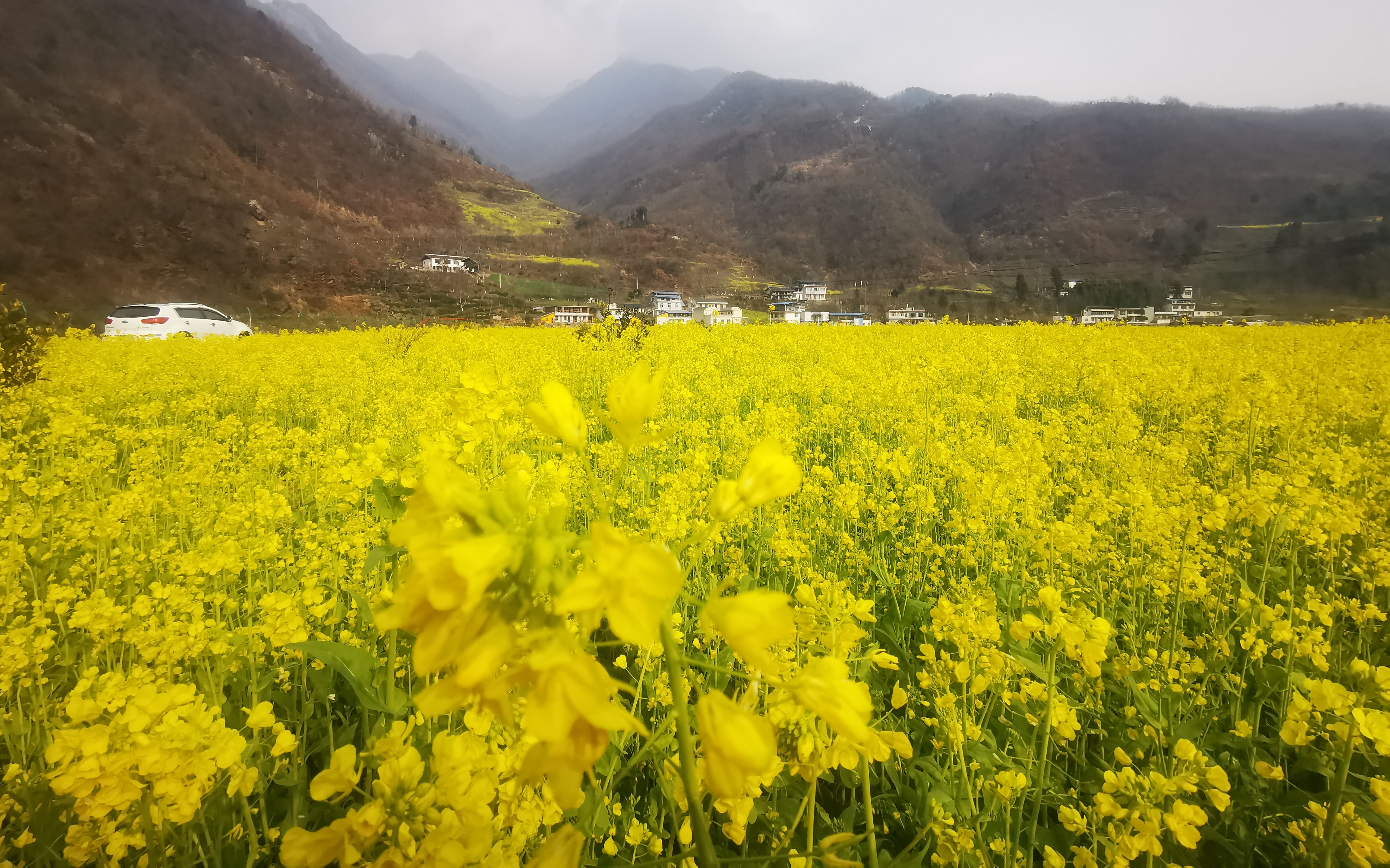 6400萬畝“冬閑田”中國油菜花版圖擴(kuò)張之路