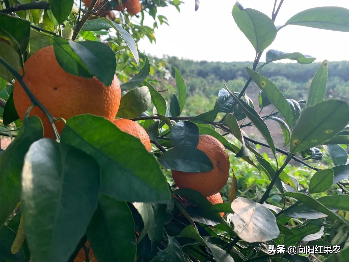 老果农：立春果园随笔～最是一年春光好