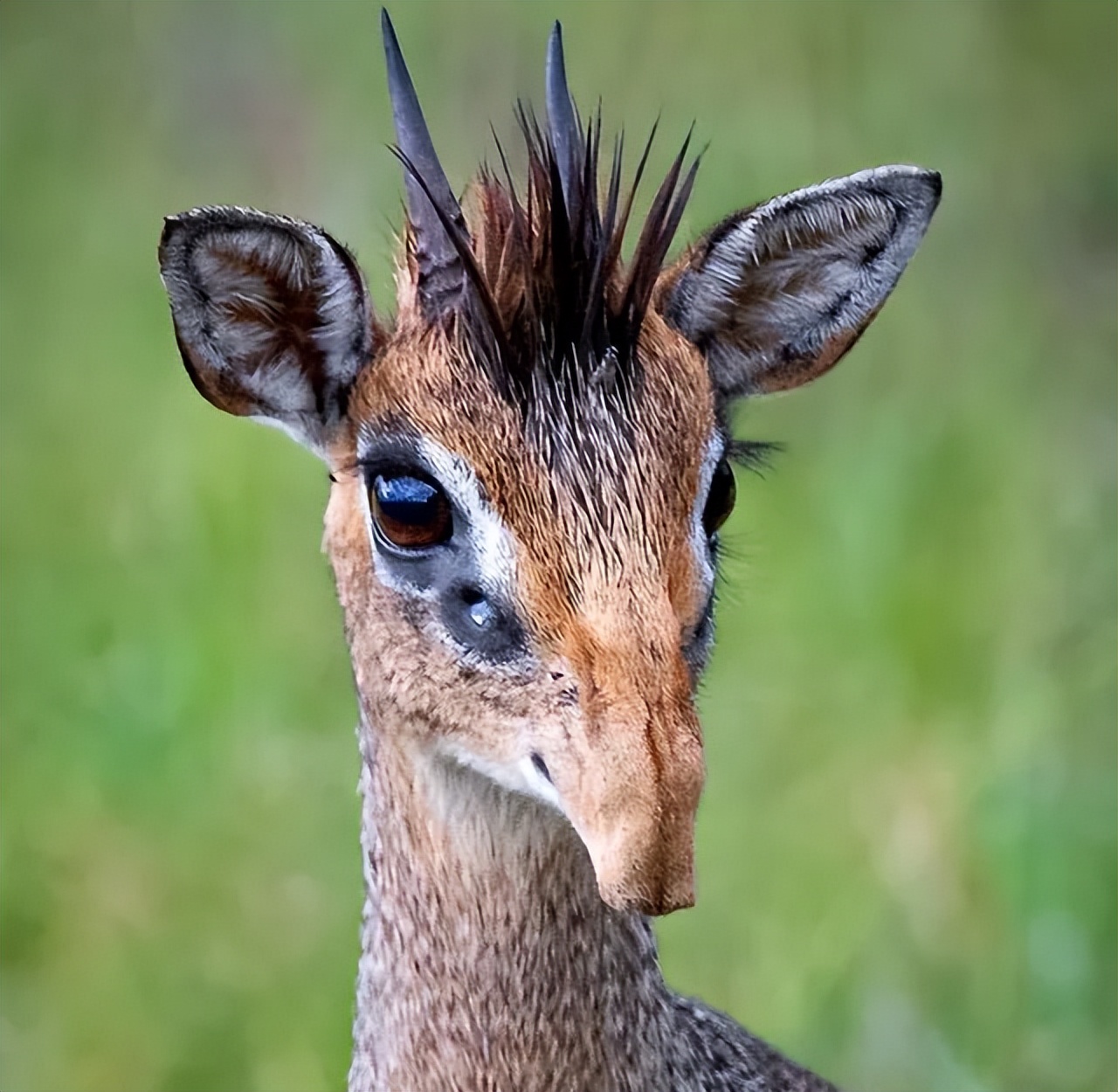28张让人大开眼界的照片,绿水湖里的巨型鳄鱼,口吞蜈蚣的大蛇