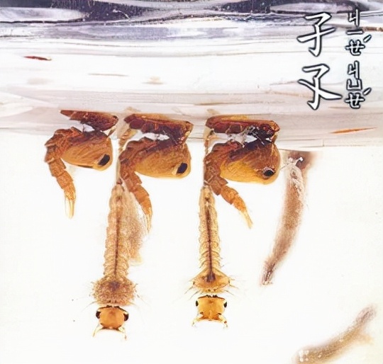 "子孑孓孒"这是"子"的兄弟姐妹吗?晕啦晕啦,快来学习一下