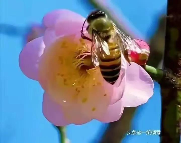 8首咏蜜蜂诗，作者现代：一笑倾零